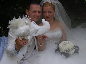 Porumbei voiajori Nunta Ploiesti