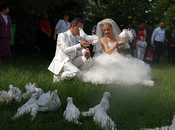 Porumbei voiajori Nunta Ploiesti