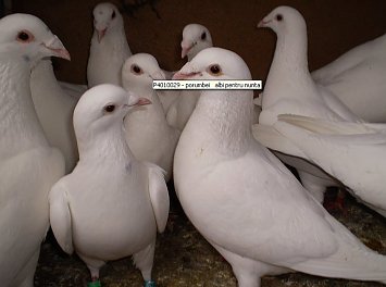 Porumbei voiajori Nunta Ploiesti