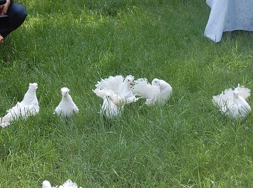 Porumbei voiajori Nunta Ploiesti
